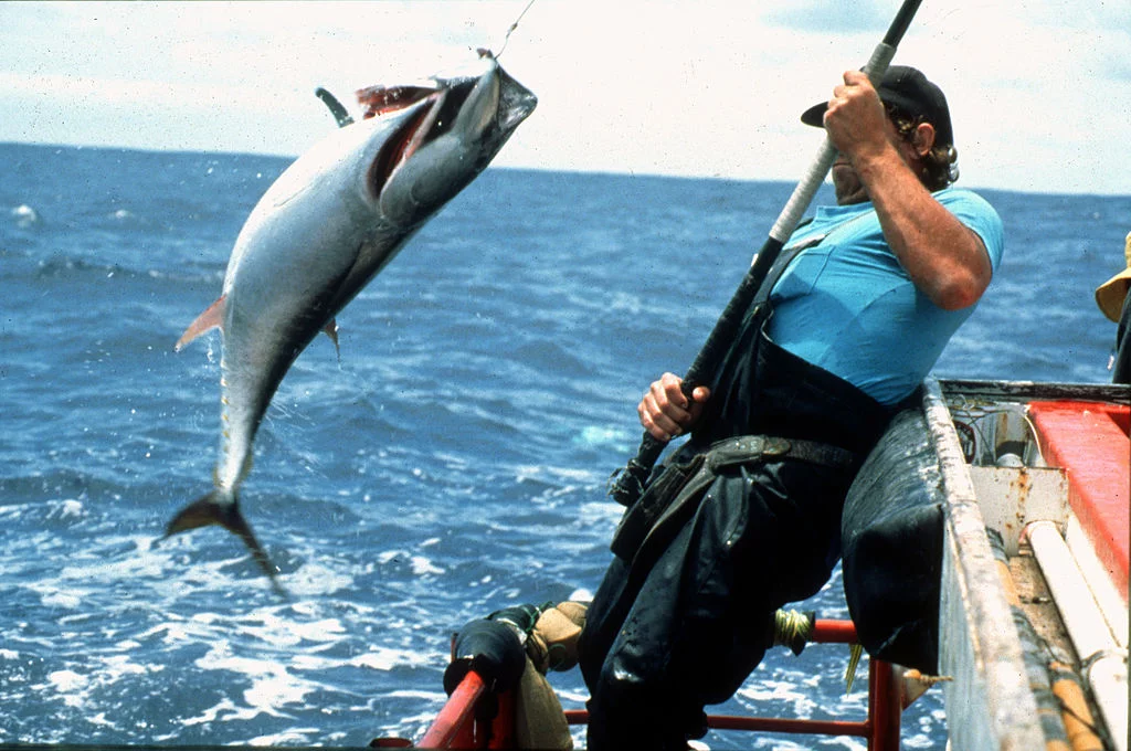 Essa mudança pode levar os atuns jovens a serem capturados em locais de pesca tradicional de outras espécies, como sardinhas e anchovas.