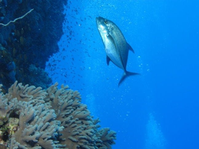 As mudanças nos padrões migratórios do atum-rabilho também afetam comunidades pesqueiras que dependem dessas espécies para sua subsistência.