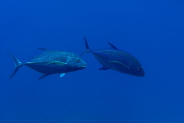 Porém, agora as mudanças climáticas agora representam uma ameaça significativa para este peixe, afetando metabolismo, reprodução e migração dos atuns. 