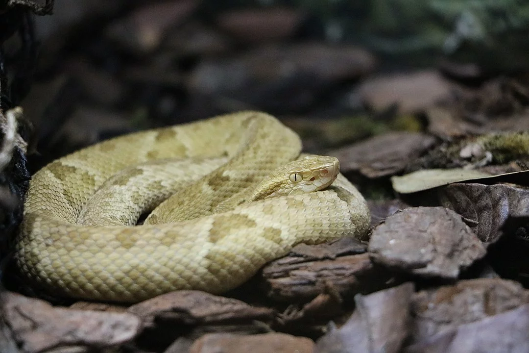 A ilha tem fauna endêmica (que só existe lá), como a jararaca-ilhoa (justamente a cobra que existe em profusão no local - foto) e a perereca 'Scinax peixotei'