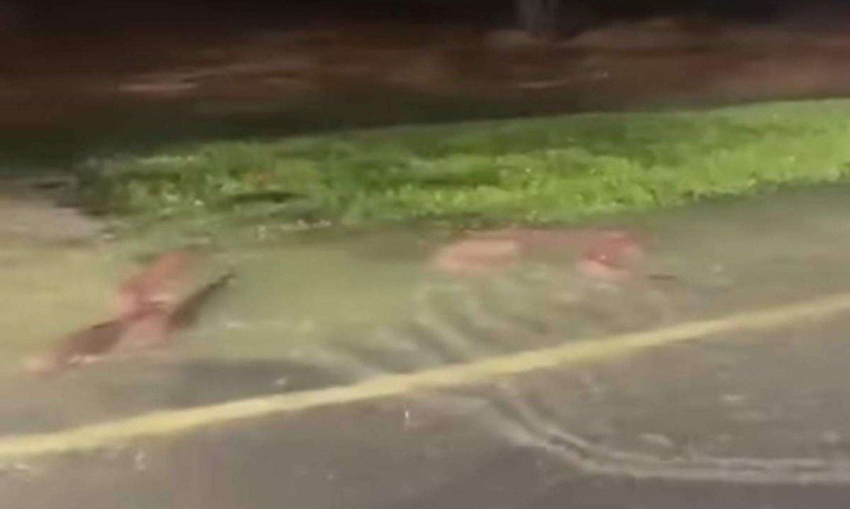 Vários peixes foram flagrados nadando no asfalto em Ipatinga -  (crédito: Reprodução / Redes sociais)