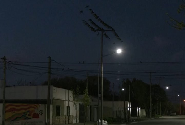 Quando chegam à cidade, esses carismáticos psitacídeos causam diversos transtornos ao morderem cabos elétricos, provocando apagões frequentes.