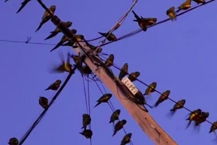 De acordo com biólogos ,essas aves, com plumagens verde-amarelas e vermelhas, migraram para a área urbana após serem expulsas pelo desmatamento das colinas vizinhas.