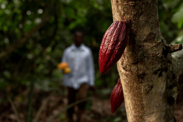 Os primeiros frutos do cacau foram encontrados em sítios arqueológicos no Equador, na região amazônica, há mais de 5 mil anos. Apesar disso, hoje em dia cerca de 2/3 da produção está na Costa do Marfim, na África.-freepik