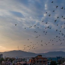 Viralizou em 2024: Invasão de papagaios causa caos em cidade da Argentina - wikimedia commons Shadow Ayush