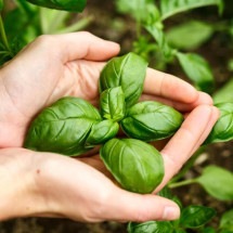 Manjericão e orégano ajudam a evitar danos às artérias, indica estudo - Wemystic