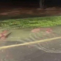 Lagoa transborda em Ipatinga e peixes são flagrados nadando no asfalto - Reprodução / Redes sociais