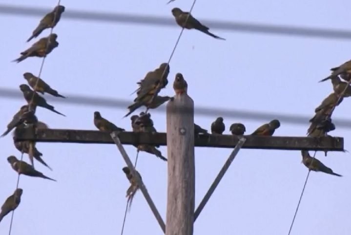 AlÃ©m disso, eles enlouquecem jos habitantes locais com seus gritos incessantes e a constante 