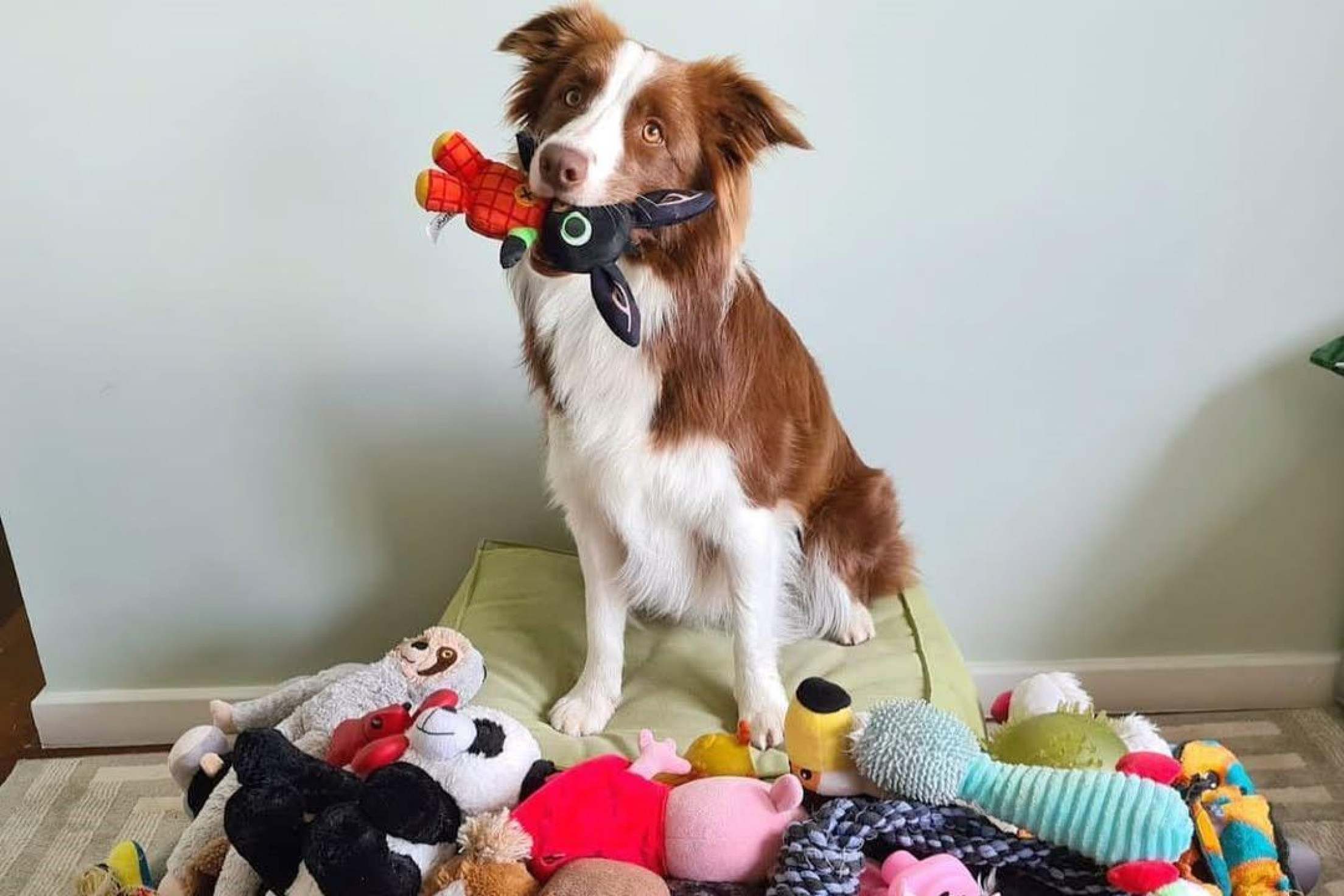 Cachorra 'superdotada'? A border collie brasileira que sabe 200 palavras e virou estrela de pesquisa