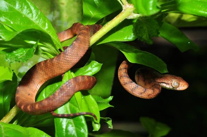 A crise vem desde a década de 1950, quando a espécie conhecida como serpente-arbórea-marrom foi acidentalmente introduzida no local, provavelmente em cargas militares vindas de outras regiões do Pacífico durante a Segunda Guerra Mundial.