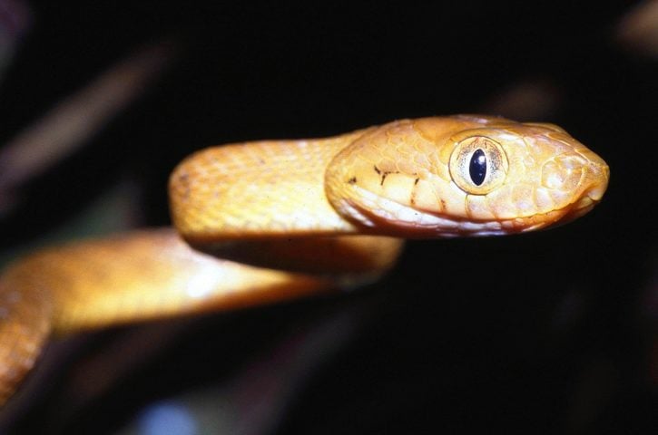 Para enfrentar a situação, medidas de controle têm sido adotadas ao longo dos anos, incluindo a introdução de armadilhas, barreiras e até o lançamento de camundongos envenenados de helicópteros para reduzir a população dessas cobras em áreas críticas.