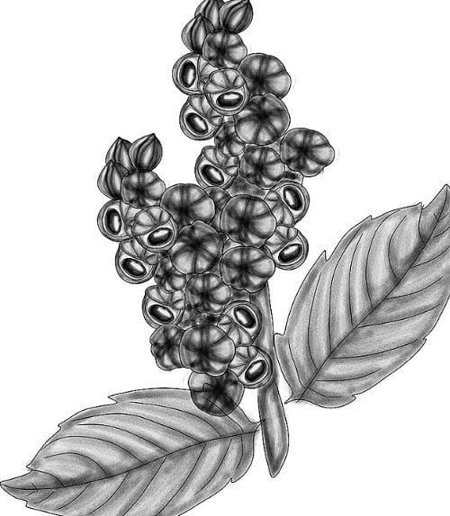 O guaraná também tem uma rica composição nutricional. Ele é uma excelente fonte de ácidos tânicos, que têm propriedades antioxidantes, além de ser rico em alcaloides como a teofilina e a teobromina, substâncias que contribuem para suas qualidades estimulantes e diuréticas.
