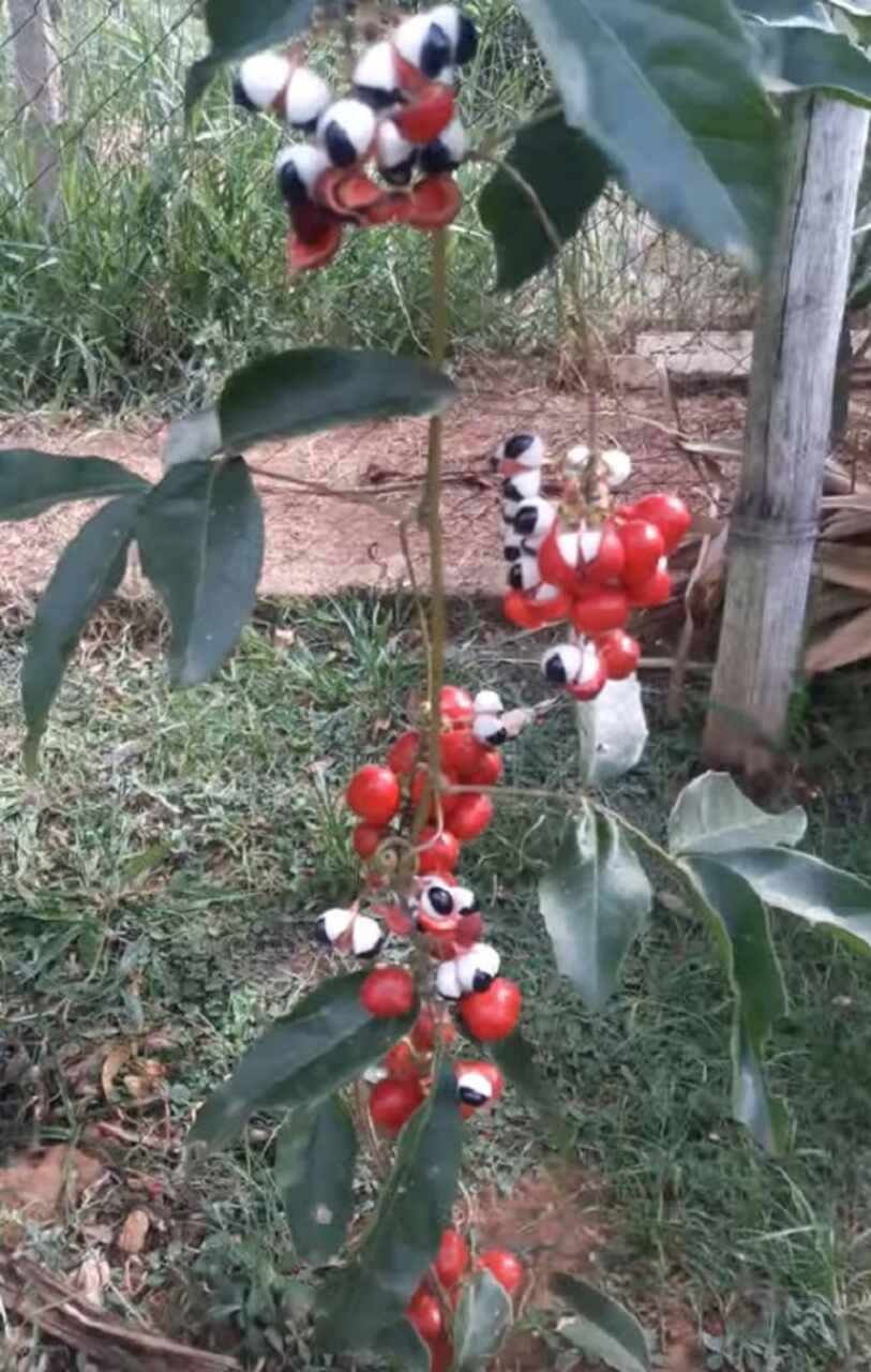 Além do uso tradicional indígena, o guaraná começou a ser explorado comercialmente no Brasil no início do século XX. O processamento do guaraná em forma de xarope teve início em 1905, por Luiz Pereira, um médico de Resende, no Rio de Janeiro.