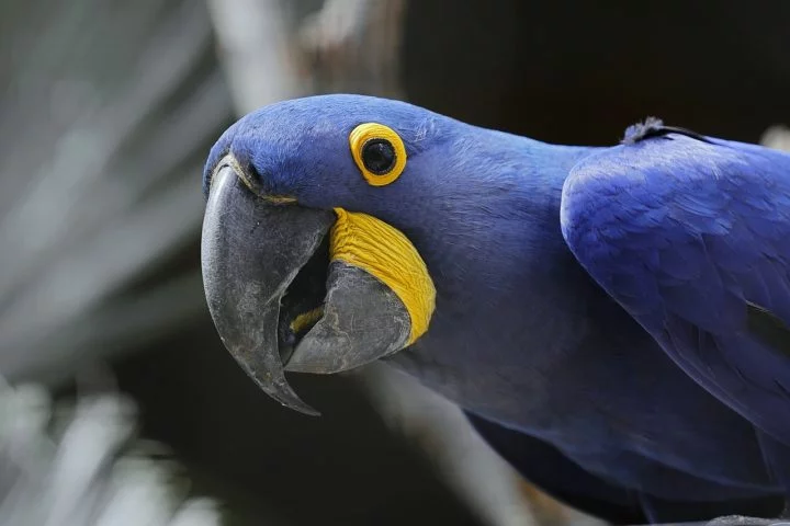 Espécies como a ararinha-azul, que era nativa do Brasil, quase desapareceram na natureza, sendo um exemplo emblemático da necessidade de proteção para essas aves.