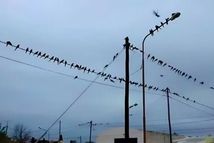 Quando chega o verão, porém, as aves vão para a Patagônia dando sossego aos habitantes,  pelo menos temporariamente.