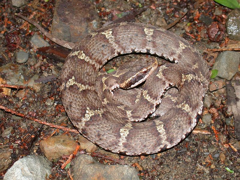 A Queimada Grande sÃ³ perde em densidade de cobras para a Ilha de Shedao, na China, onde proliferam espÃ©cies locais, inclusive a espÃ©cie Gloydius blomhoffii (foto). 