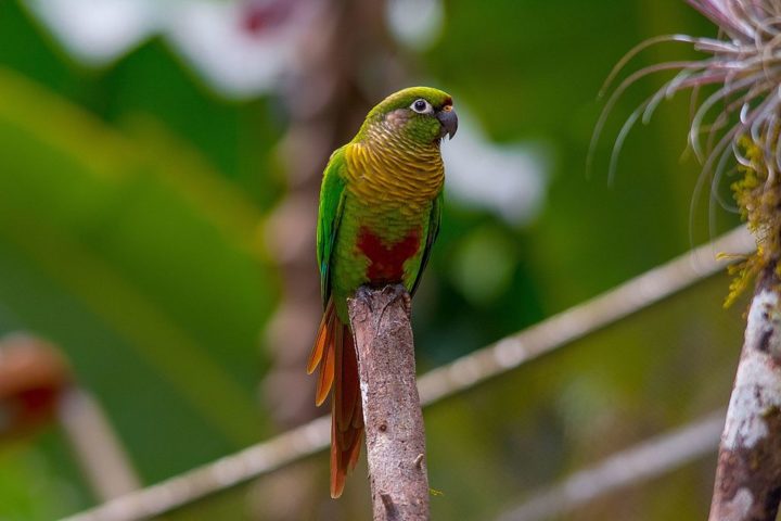 Essa família é conhecida pela coloração vibrante das suas penas, que varia entre tons de verde, azul, amarelo, vermelho e outras cores vivas.