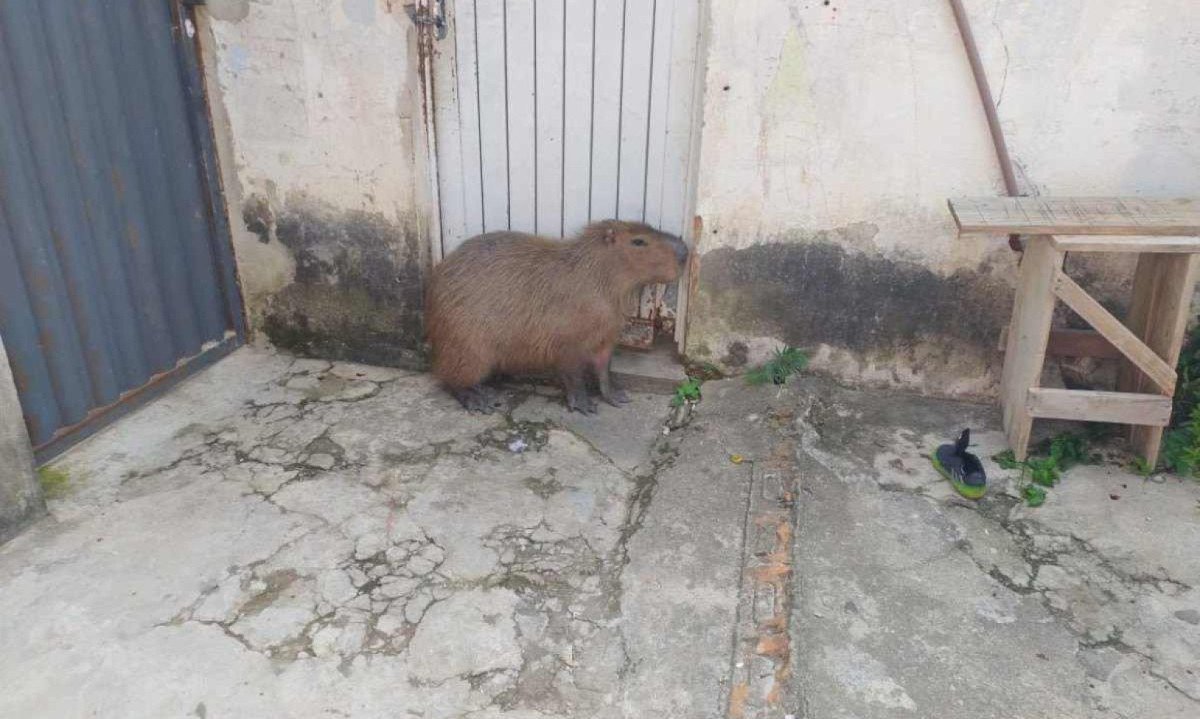 Uma capivara invadiu, nessa segunda-feira (13/1), uma casa em Po&ccedil;os de Caldas -  (crédito: Divulga&ccedil;&atilde;o/CBMMG)