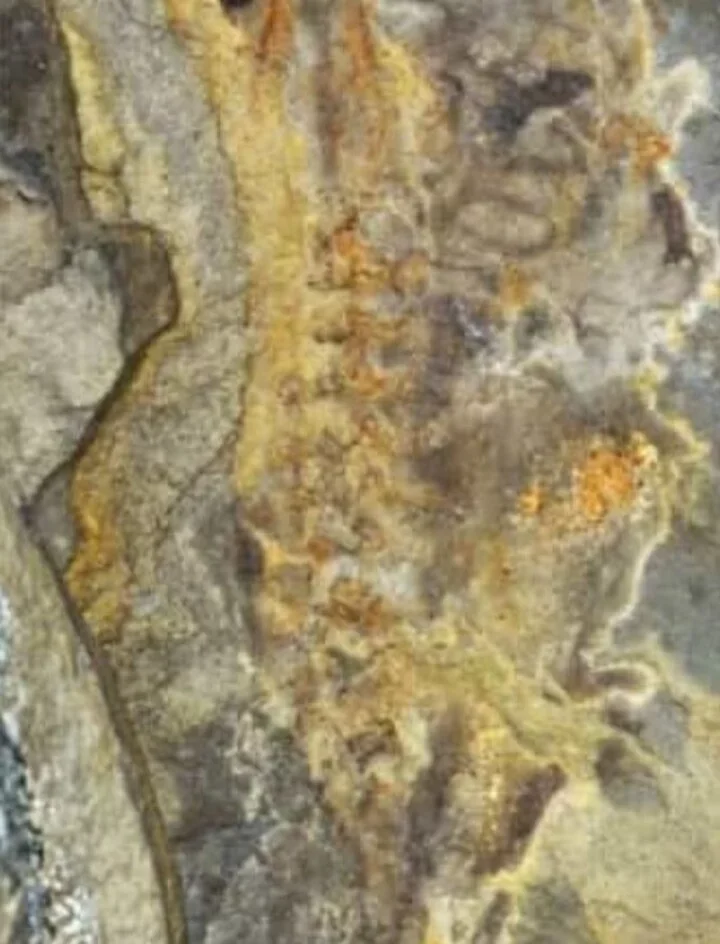 Ciclo dos sapos: cientistas encontram mais antigo fóssil de girino gigante - Reprodução