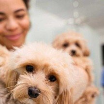 Dicas de primeiros socorros: cuidados para garantir a segurança dos pets - Freepik