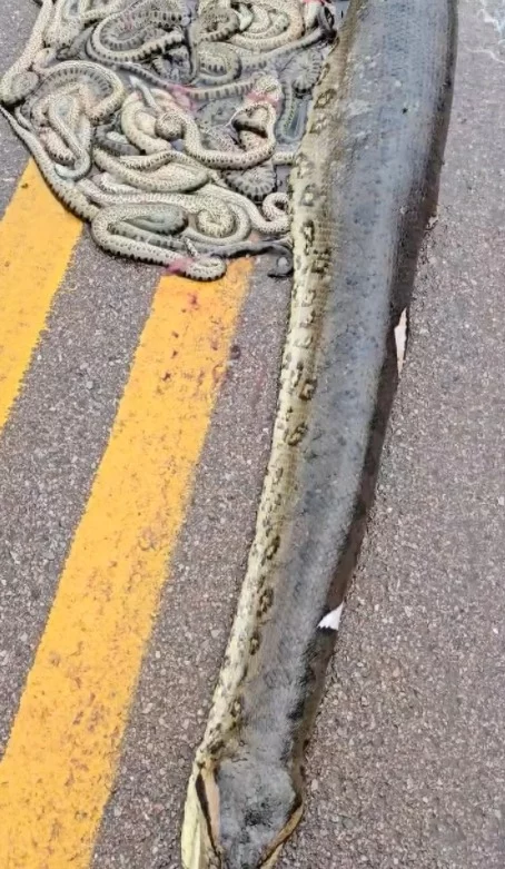 Pra quem não viu: Cobra expele mais de 100 filhotes ao ser atropelada em estrada