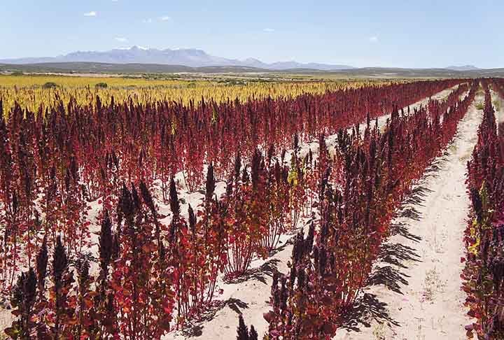 QUINOA - Originária da região andina (Peru e Bolívia), é cultivada há milhares de anos pelos povos indígenas locais. Atualmente, é produzida em menor escala em outros países devido à sua versatilidade climática.