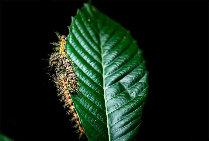 Um dos mais bonitos animais, a borboleta simboliza liberdade, beleza e transformação. Mas antes da metamorfose para o estágio final, este inseto tem a fase lagarta. E algumas são venenosas.  -  (crédito:  José Felipe Batista/Comunicação Butantan)