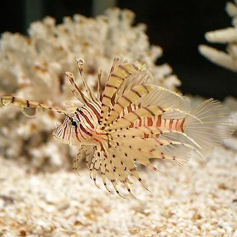 O Diário do Nordeste informou que, entre as ações, estão mergulhos para recolhimento da espécie e o estímulo ao consumo do peixe. O grupo quer capacitar líderes comunitários e guias turísticos para o trabalho ambiental. O projeto destaca que o peixe tem sabor de lagosta e pode ser uma opção para pesca.