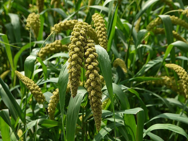 Painço - Este cereal tem origem na África e Ásia e já foi amplamente cultivado na antiguidade. Hoje é produzido principalmente na Índia, Nigéria e China, devido à sua resistência a climas secos.