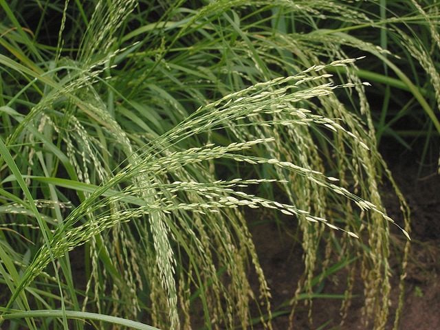 TEFF - Originário da Etiópia, é cultivado há séculos como alimento básico. Atualmente, países como Eritreia e Etiópia continuam como principais produtores, mas sua popularidade cresceu globalmente.