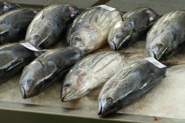 Atum: Apesar de ser muito conhecido na versão enlatada, o atum pode ser ainda mais saboroso quando preparado de outras formas. Este peixe tem uma carne firme, escura, mas muito macia e saborosa.