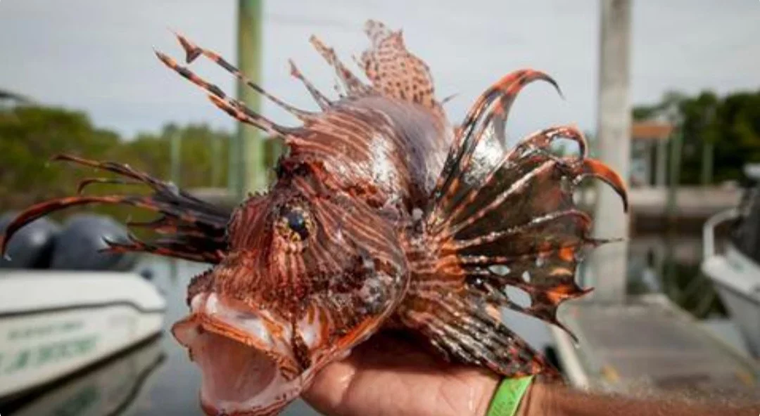 Mas o peixe-leão, segundo cientistas, é arriscado para saúde humana. Um estudo publicado em julho por cientistas da Universidade Federal do Ceará afirma que ele tem contaminantes inorgânicos nocivos para o organismo. 
