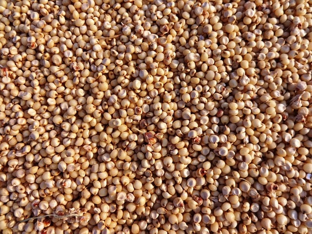 SORGO - Nativo da África, é uma cultura versátil para climas secos. Produzido amplamente nos EUA, Nigéria e Índia, é um cereal resistente à escassez hídrica.