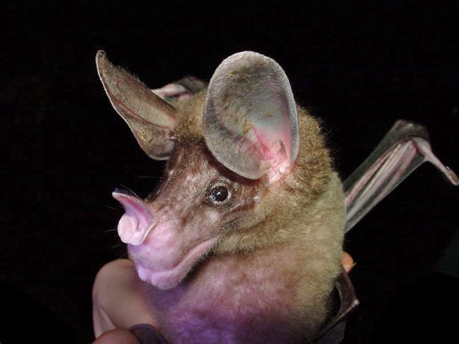 Mas os morcegos nÃ£o dependem da visÃ£o para se deslocar. Sua principal fonte de orientaÃ§Ã£o Ã© a ecolocalizaÃ§Ã£o, uma espÃ©cie de radar natural. Eles emitem sons atravÃ©s dos focinhos grandes e dobrados. Algumas espÃ©cies alteram o formato da orelha para captar sinais. 