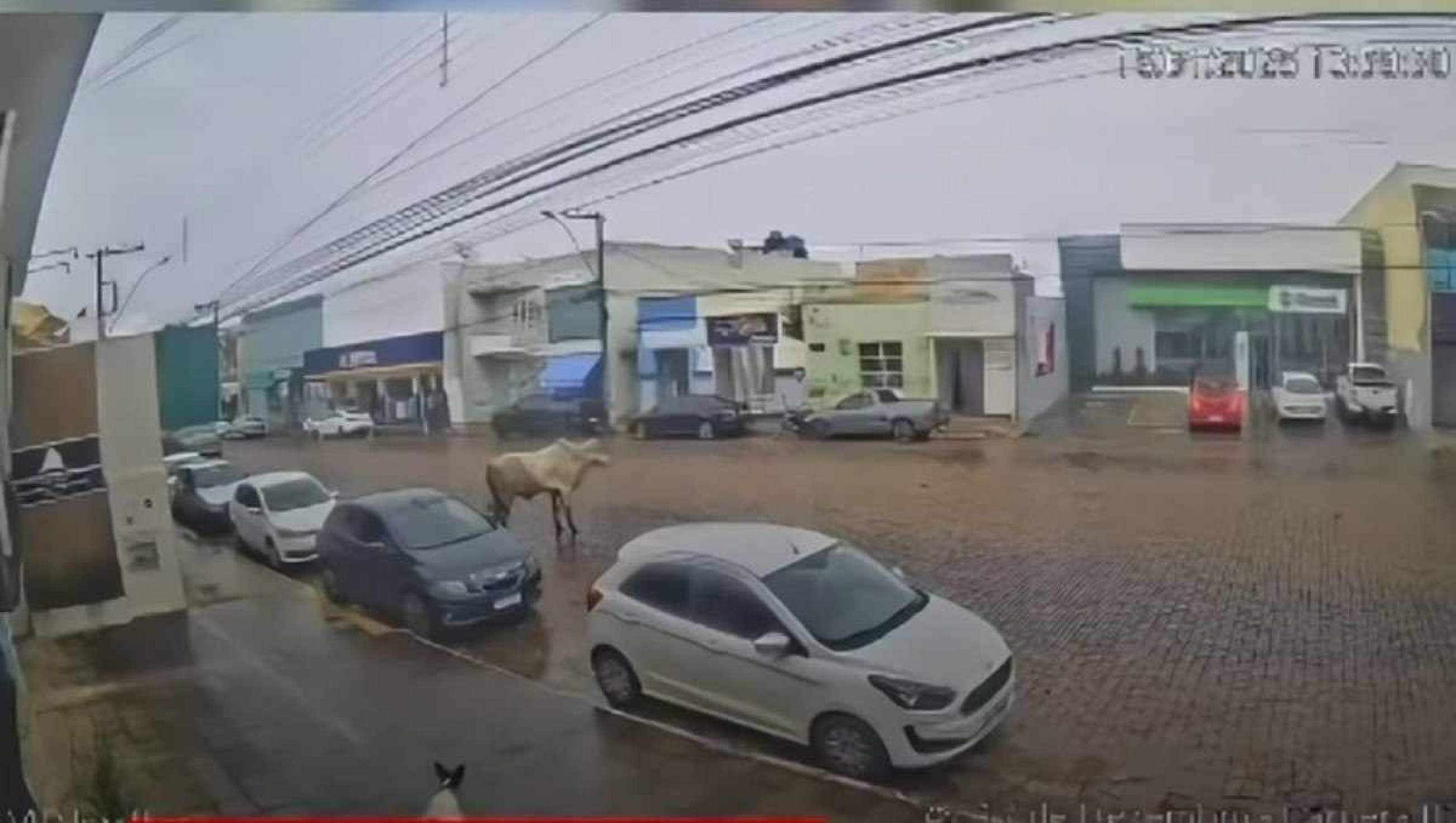 Vídeo: boi 'pula' de caminhão em movimento