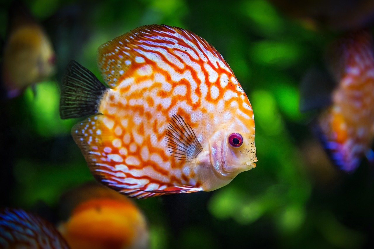 Peixe- Este é um símbolo mundial de boa sorte, representando abundância e prosperidade. Encontrado em lojas de decoração e artigos religiosos, é especialmente valorizado na cultura chinesa, associado à riqueza e ao sucesso. Na tradição judaica, o peixe é consumido durante celebrações como símbolo de sorte e bênção.-Imagem de Robert Balog por Pixabay

