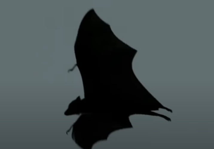 Os morcegos estão entre os animais mais antigos da terra. O fóssil do mamífero mais antigo encontrado data de aproximadamente 50 milhões de anos.