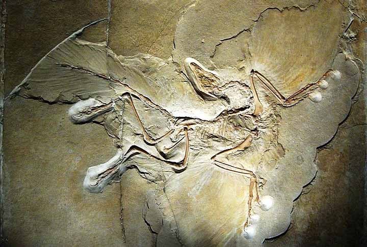 Archaeopteryx é um gênero fóssil de dinossauro terópode emplumado. Assim, a espécie-tipo é denominada Archaeopteryx lithographica e algumas vezes é referida pela palavra alemã Urvogel, que significa 