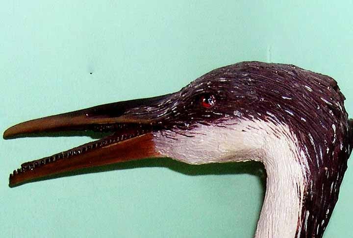 Estudos sobre os pés, inicialmente, indicaram que Hesperornis e parentes tinham dedos lobados semelhantes aos mergulhões modernos. Isso em oposição aos dedos palmados como visto na maioria das aves aquáticas, como os mergulhões.