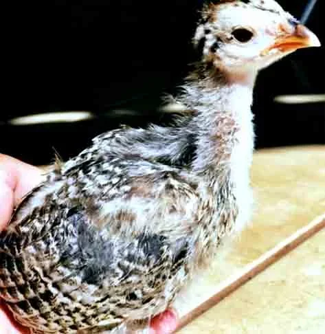 Raridade: Criadouro registra nascimento de filhote de Galinha D’angola com galo Brahma Azul -  Divulgação