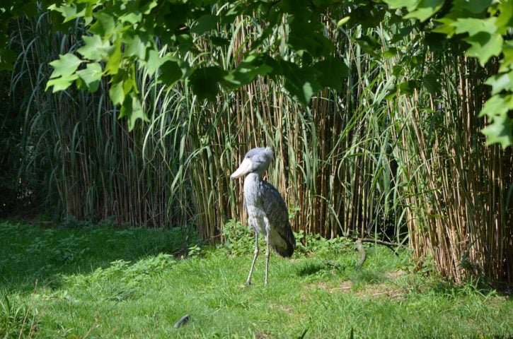 Ao contrário de outras aves que vivem em bandos, a Cegonha-bico-de-sapato mantém um estilo de vida solitário. 