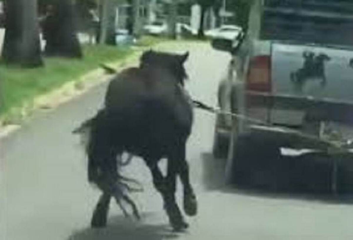 Polícia busca motorista que arrastou cavalo no meio da rua, em MG