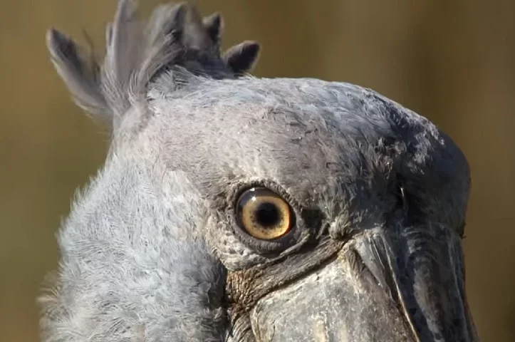 Atualmente, elas são classificadas como Ameaçadas de Extinção pela União Internacional para Conservação da Natureza (IUCN).