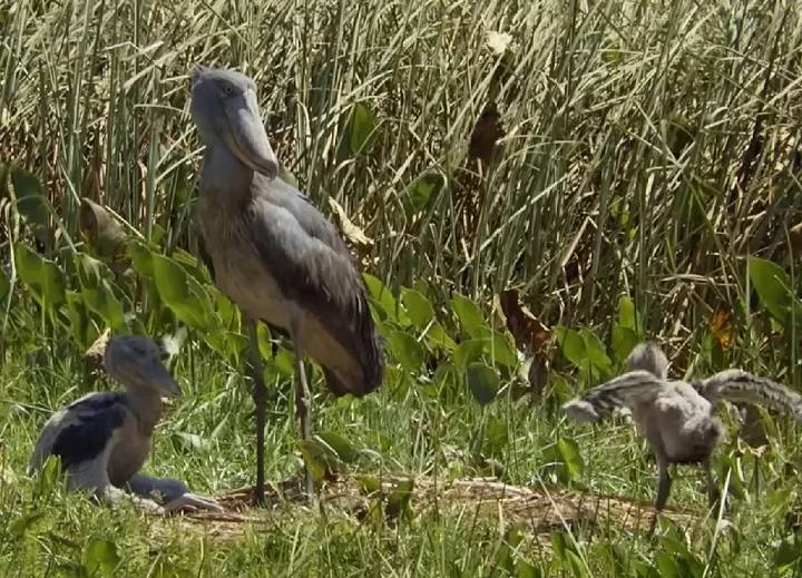 Cada ninhada pode ter atÃ© trÃªs ovos, mas Ã© comum que apenas um filhote sobreviva atÃ© a fase adulta, devido Ã  competiÃ§Ã£o intensa entre irmÃ£os.