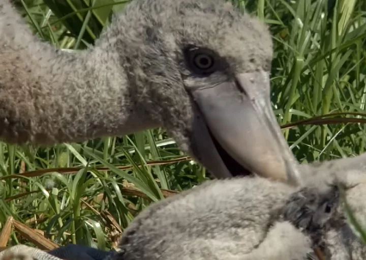 Um documentÃ¡rio da BBC chegou a mostrar como o filhote mais velho morde os mais novos, que acabam sendo negligenciados pela mÃ£e.