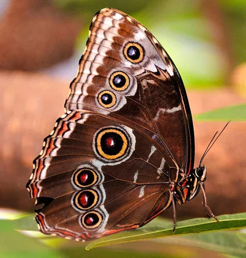 Borboleta Coruja - Vive apenas na AmÃ©rica do Sul. Ã? uma espÃ©cie grande, de 17cm de envergadura (a maior do Brasil). Repousa nos troncos durante o dia e voa cedinho ou no fim da tarde. Livra-se de predadores com mais facilidade ao abrir as asas que imitam olhos grandes.