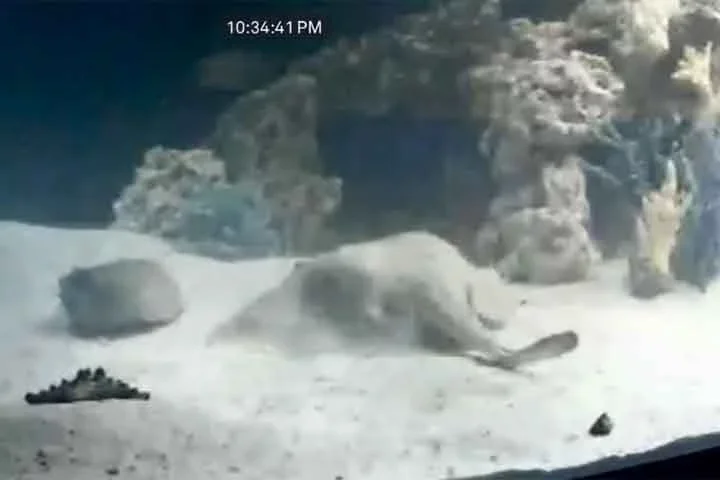 A arraia engravidou mesmo sem que houvesse machos da espécie no tanque em que era mantida.
