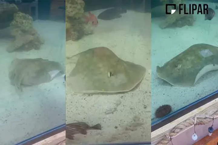 A arraia da espécie Urobatis halleri encontrava-se há oito anos em um tanque compartilhado apenas com tubarões. 
