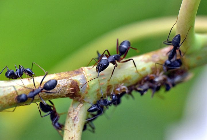 Formigas: São tão fortes que podem carregar até 50 vezes o próprio peso corporal. As formigas são insetos sociais altamente organizados. Vivem em quase todos os habitats. Podem viver de 1 a 15 anos (rainhas).

