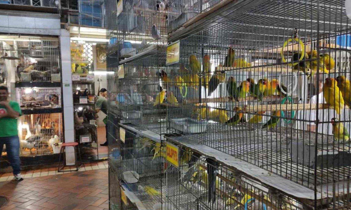 Entre os t&oacute;picos previstos pela Lei 11.821 est&aacute; a import&acirc;ncia dos animais terem um espa&ccedil;o de tamanho adequado, permitindo que eles se locomovam -  (crédito: Jair Amaral/EM/D.A Press. Brasil. Belo Horizonte - MG 28/06/2023)